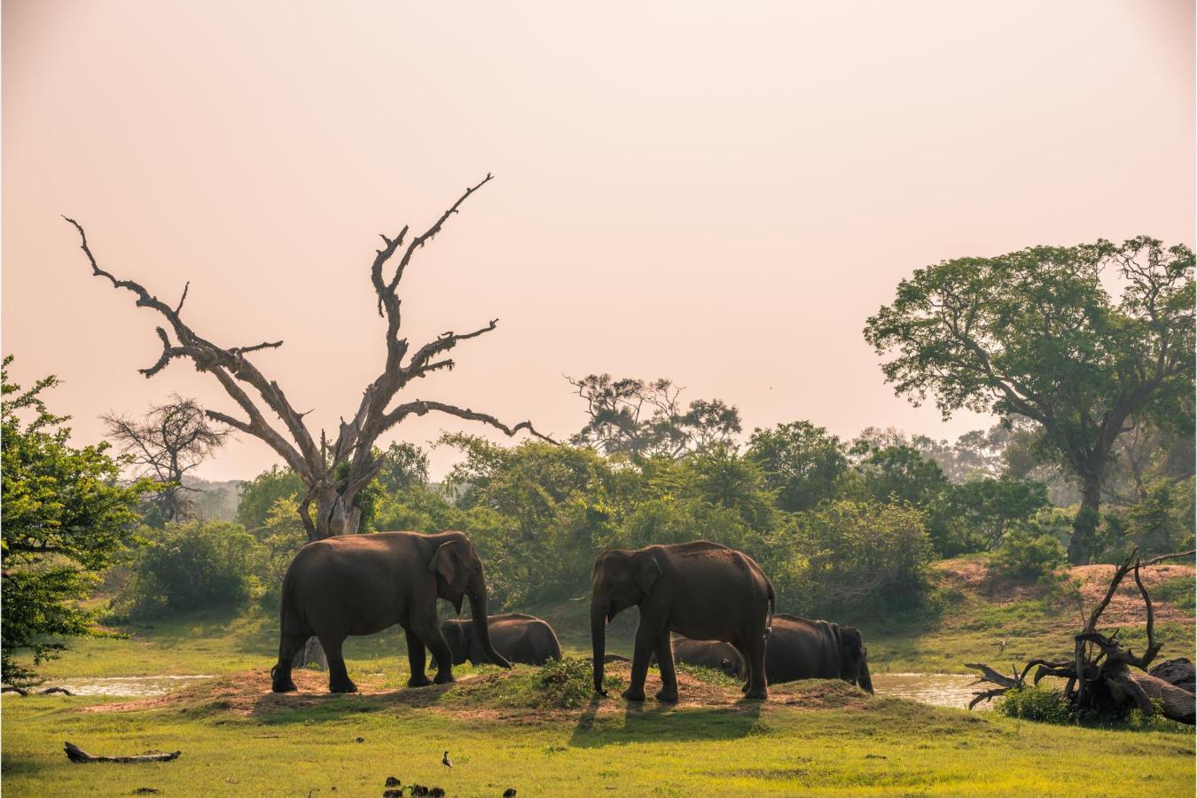 Udawalawe National Park