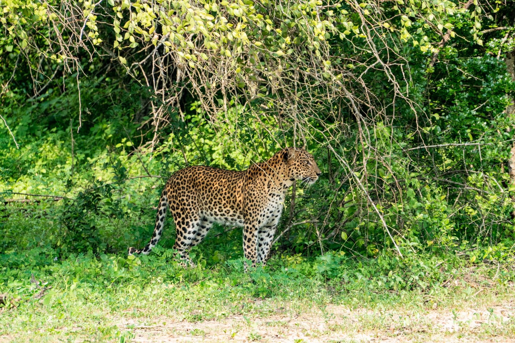 Wasgamuwa National Park