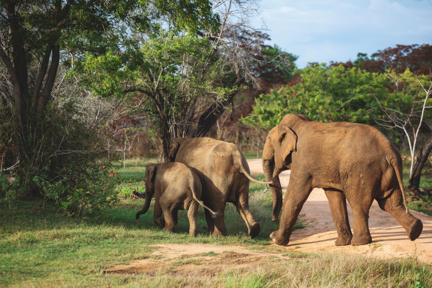 Gal Oya National Park