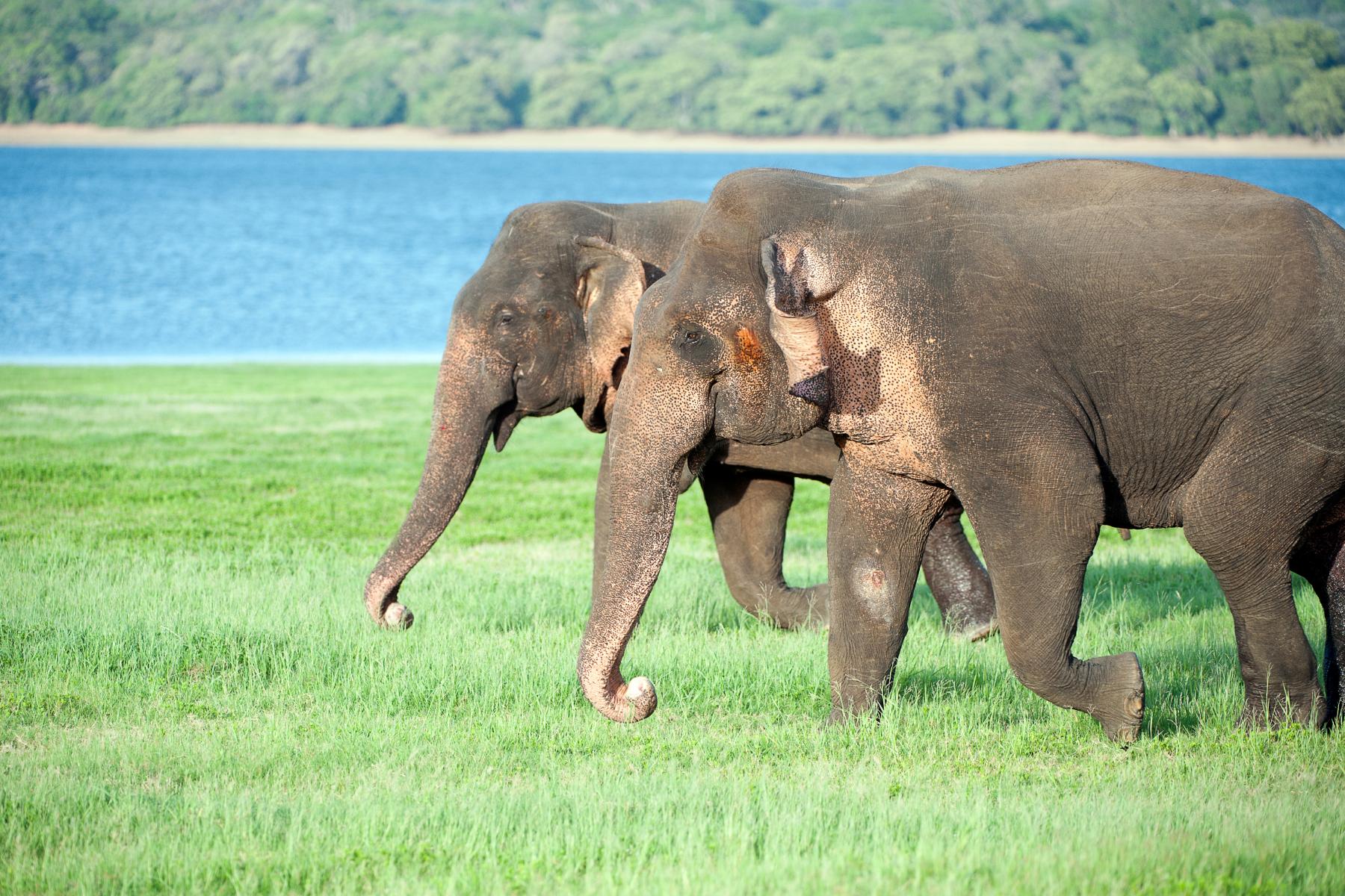 Bundala National Park