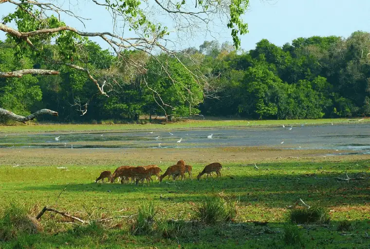 Natural Villu Lakes in Wilpattu