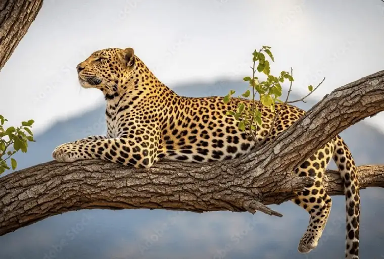 Wildlife Habitats in Wilpattu