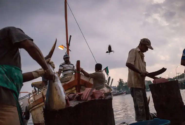 Fish Market in Negombo