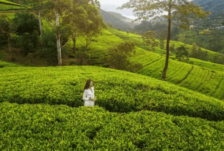 Tea Country in Nuwara Eliya