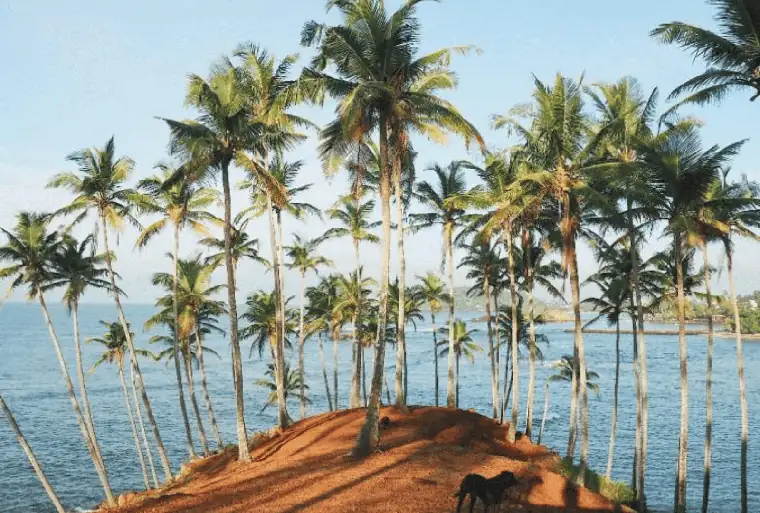 Coconut Tree Hill in Mirissa